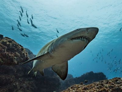 Ragged Tooth Shark PD 1