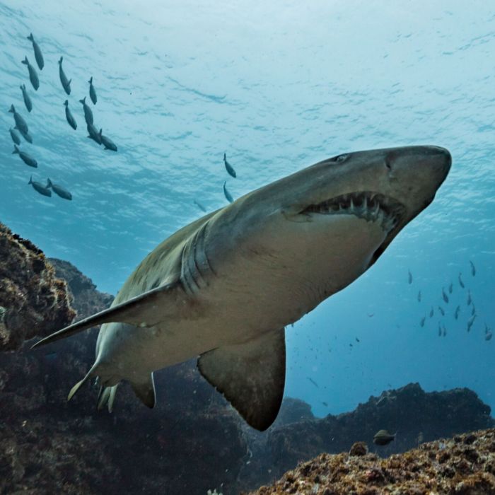 Raggie Reef: Diving with Ragged-Tooth Sharks During the Port St. Johns Sardine Run