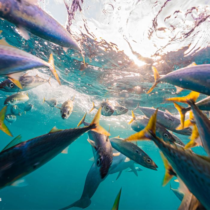 Mackerel Bait Balls: The Sardine Run’s Spectacular Hidden Show